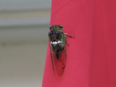 Neotibicen tibicen australis