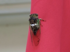 Neotibicen tibicen australis