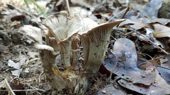 Craterellus foetidus