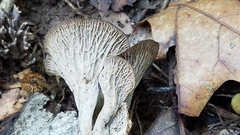 Craterellus foetidus