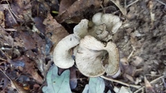 Craterellus foetidus