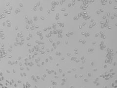 Craterellus foetidus