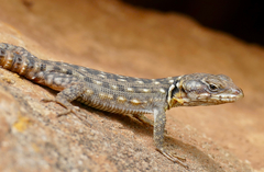 Pseudocordylus melanotus