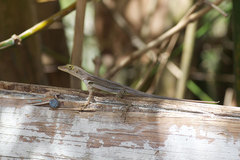 Anolis luciae