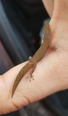 Sphaerodactylus continentalis