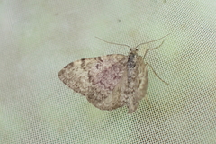 Xanthorhoe annotinata