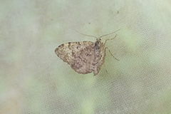 Xanthorhoe annotinata