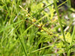Carex interior