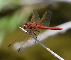 Sympetrum madidum