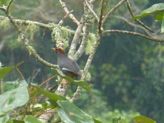 Pterorhinus mitratus major