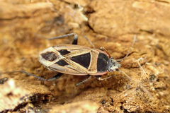 Xanthochilus