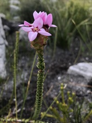 Sonderothamnus speciosus
