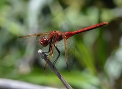 Sympetrum madidum