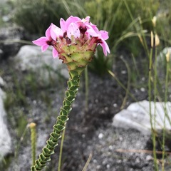Sonderothamnus speciosus