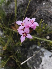 Sonderothamnus speciosus