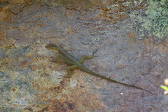 Anolis luciae