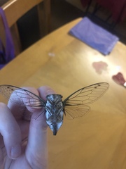 Neotibicen pruinosus