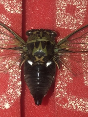 Neotibicen pruinosus