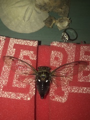 Neotibicen pruinosus