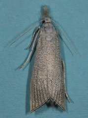 Haimbachia squamulellus