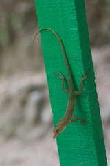 Anolis luciae