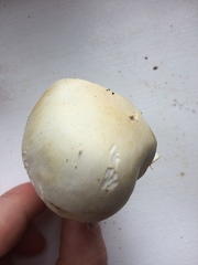 Agaricus osecanus