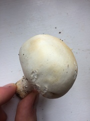 Agaricus osecanus