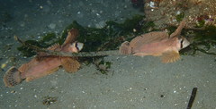 Nautichthys oculofasciatus