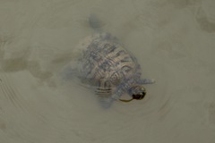 Trachemys scripta elegans