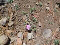 Oenothera deserticola