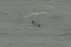 Alligator mississippiensis