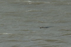 Alligator mississippiensis