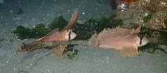 Nautichthys oculofasciatus