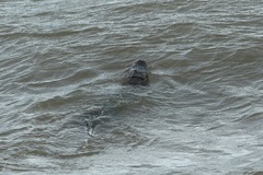 Alligator mississippiensis