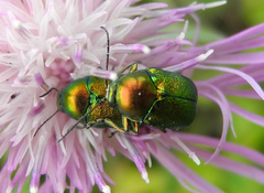 Cryptocephalus aureolus