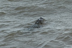 Alligator mississippiensis