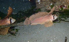 Nautichthys oculofasciatus