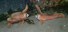 Nautichthys oculofasciatus