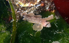 Nautichthys oculofasciatus