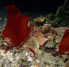 Nautichthys oculofasciatus