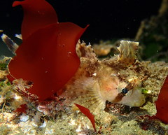 Nautichthys oculofasciatus