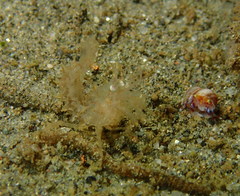 Paracrangon echinata