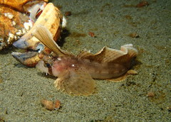 Nautichthys oculofasciatus