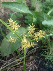 Cyperus esculentus leptostachyus