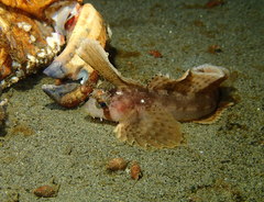 Nautichthys oculofasciatus