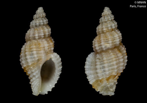 Bailya negrilana · iNaturalist United Kingdom
