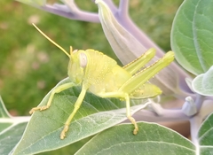 Anacridium aegyptium