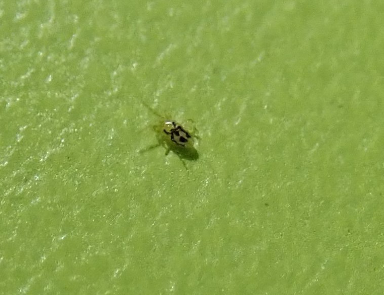 Tropical Fowl Mite