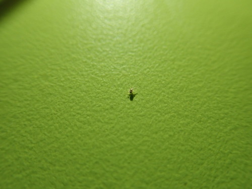 Tropical Fowl Mite photo 2