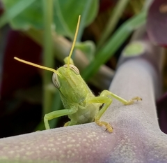 Anacridium aegyptium